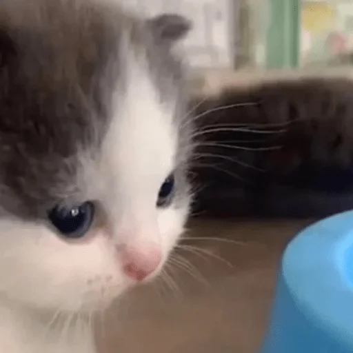 млекопитающее животное кошка