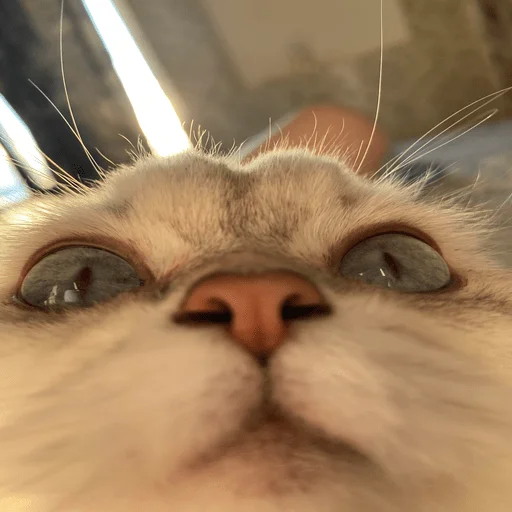 млекопитающее животное кошка