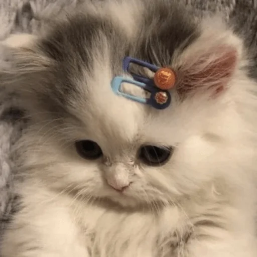 животное млекопитающее кошка