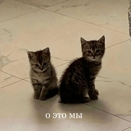 млекопитающее животное кошка