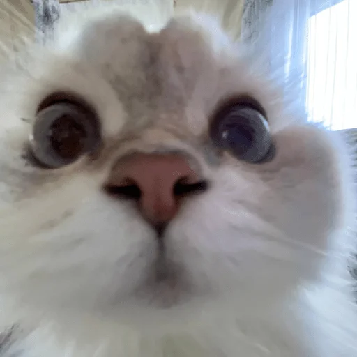 млекопитающее животное кошка