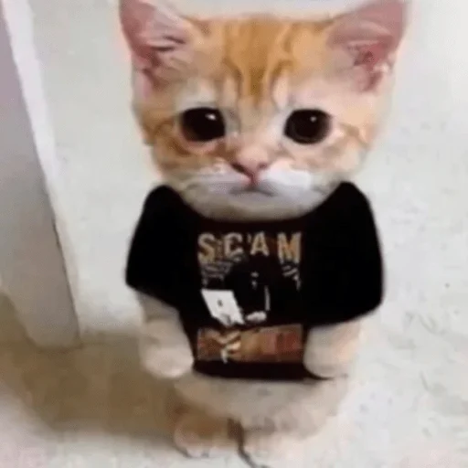 кошки малого и среднего размера кошка животное