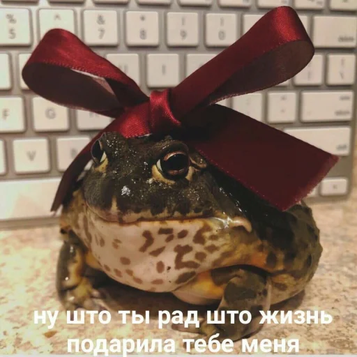 amphibian animal red