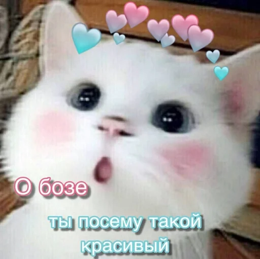 small to medium-sized cats animal mammal