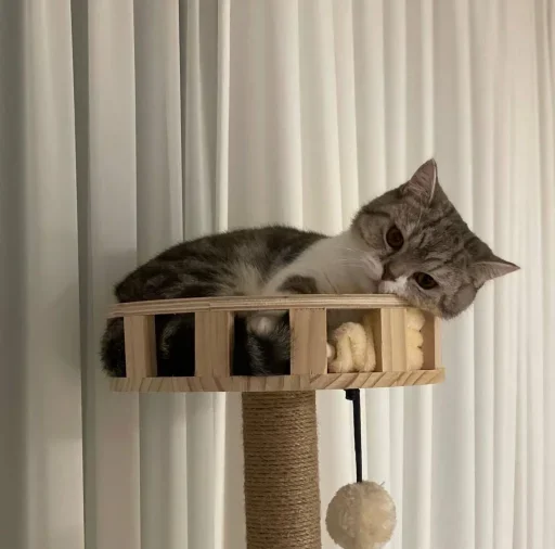 cat animal small to medium-sized cats