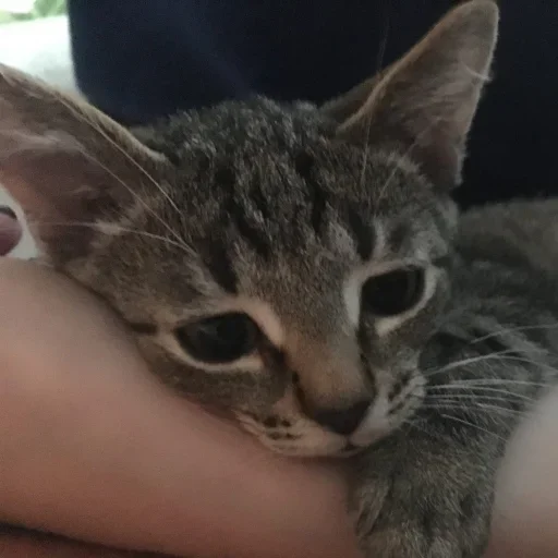 животное кошка млекопитающее