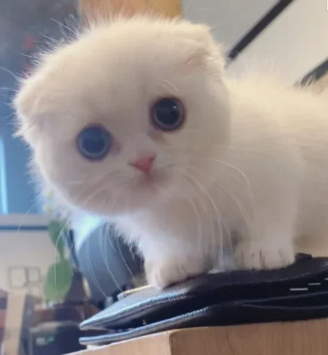 small to medium-sized cats mammal animal