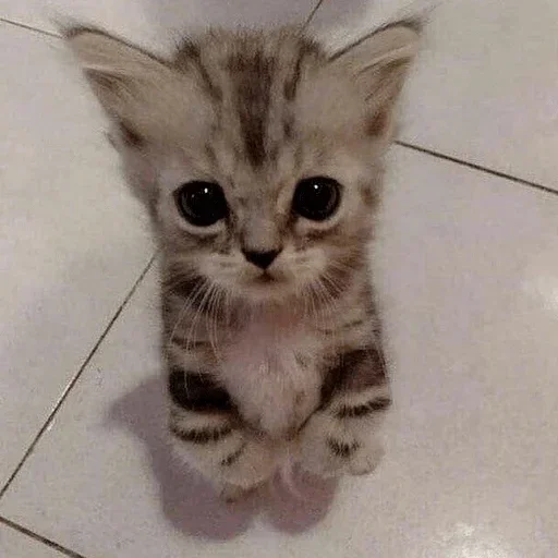 млекопитающее животное кошка