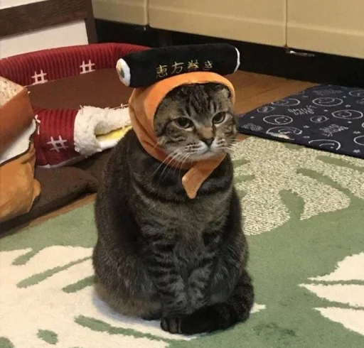 indoor small to medium-sized cats felidae