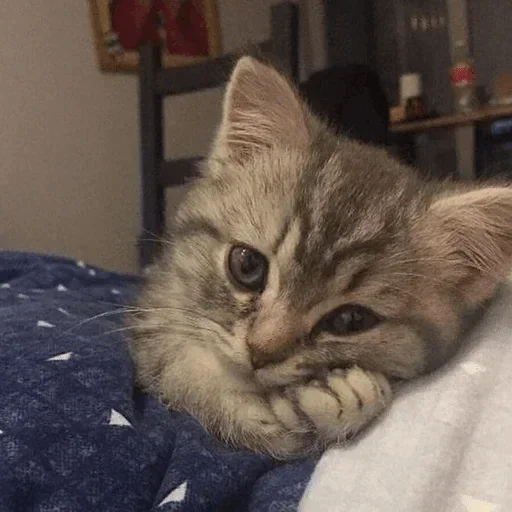 кошка животное комнатный