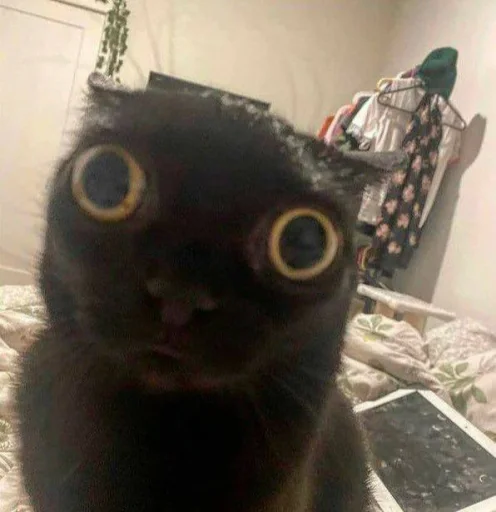 indoor cat small to medium-sized cats