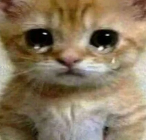 млекопитающее животное кошка