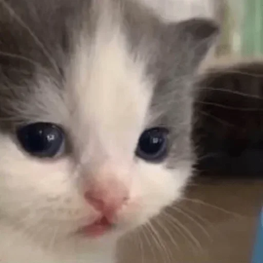 млекопитающее животное кошка