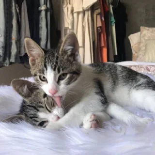 Стикер н1 милашка снг ♡ - 11