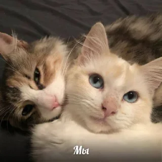 Стикер н1 милашка снг ♡ - 1