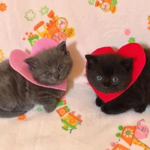 кошки малого и среднего размера комнатный кошка