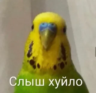 Стикер Лучьше стикеры - @lovesticers - 0