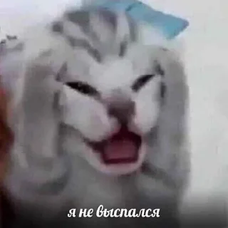 Стикер kit >< ꒰ 𖥔 ִ ་ @mrmikkolt  ꒱ - 11