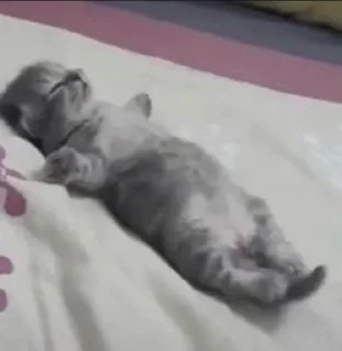 Стикер kit >< ꒰ 𖥔 ִ ་ @mrmikkolt  ꒱ - 7