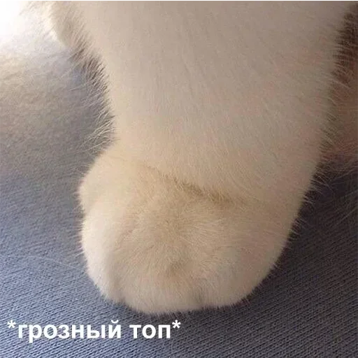 животное мех кошки малого и среднего размера