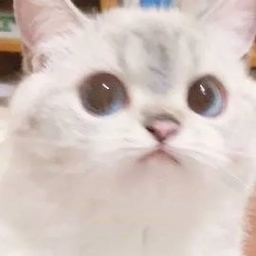 млекопитающее животное кошка