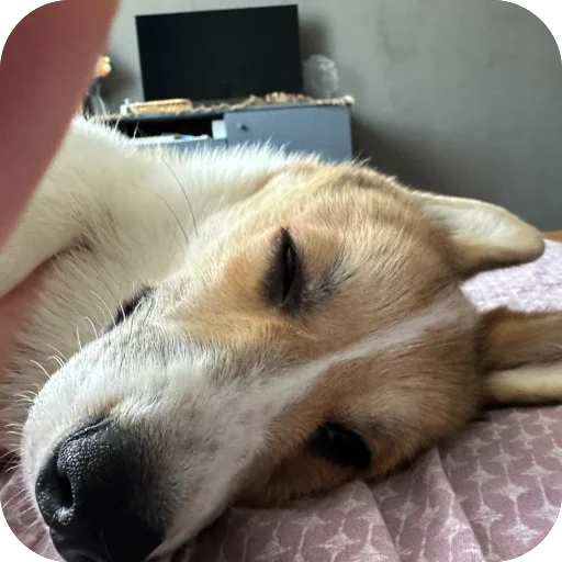 Sticker lyonya170 - 1