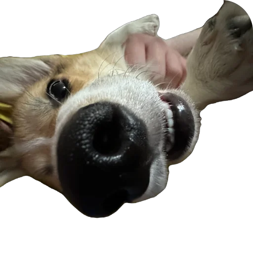 Sticker lyonya170 - 1