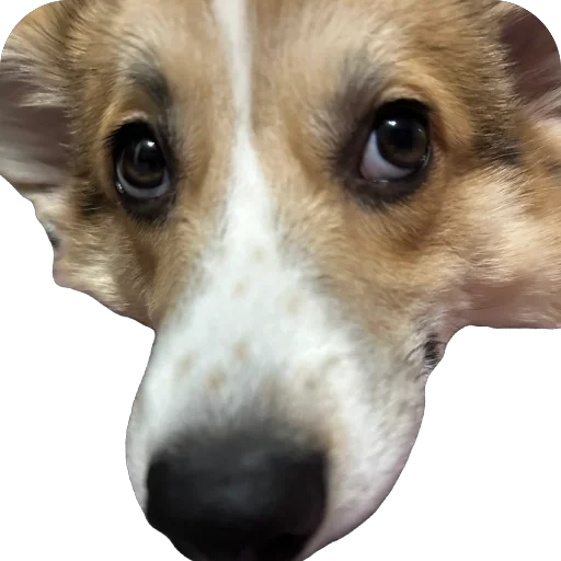 Sticker lyonya170 - 1