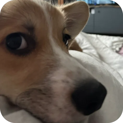 Sticker lyonya170 - 1