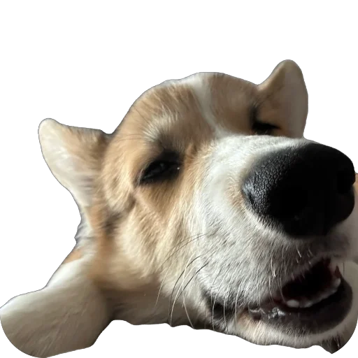 Sticker lyonya170 - 1