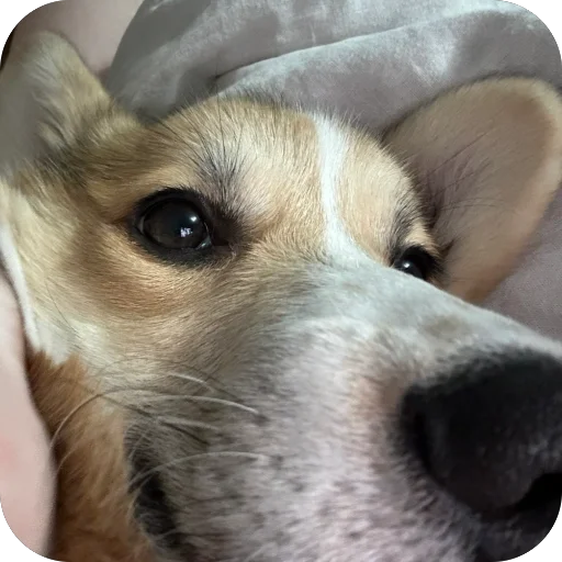 Sticker lyonya170 - 1