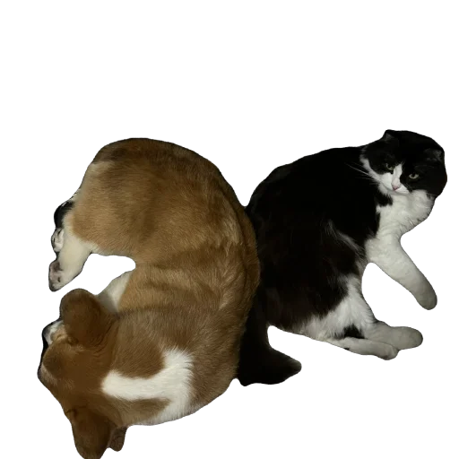 Sticker lyonya170 - 1