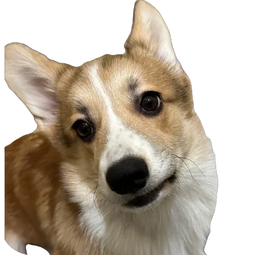 Sticker lyonya170 - 1