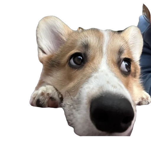 Sticker lyonya170 - 1