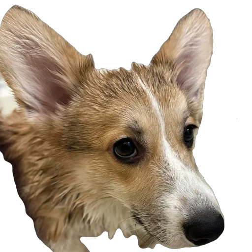 Sticker lyonya170 - 1