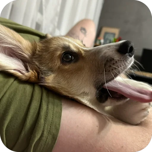 Sticker lyonya170 - 1