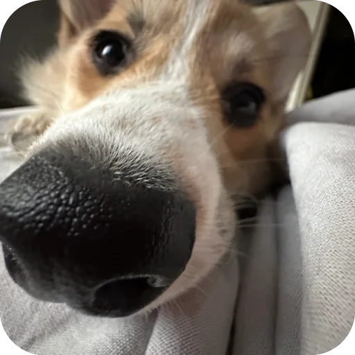 Sticker lyonya170 - 1