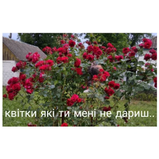 Стикер любімий пиздьож 😎 - 10