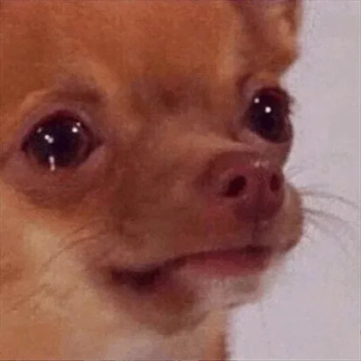 m0lochka super pack - 