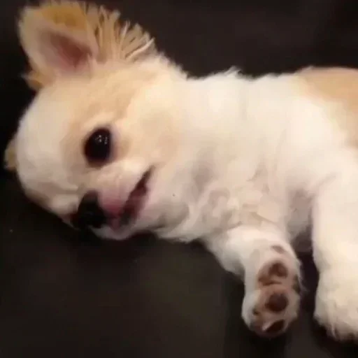 Sticker m0lochkapack - 1