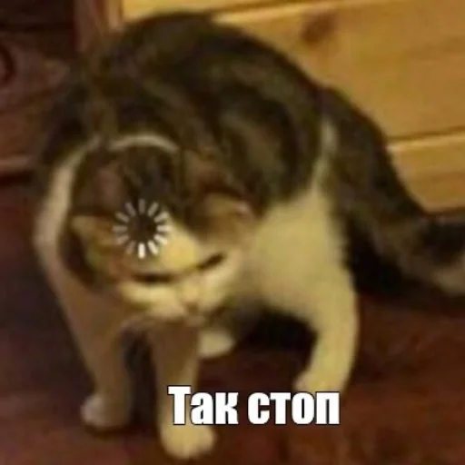 животное млекопитающее кошка