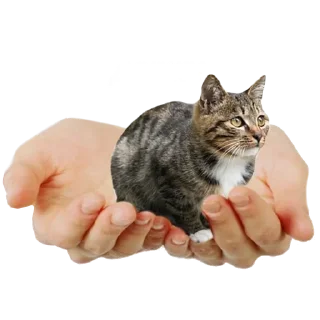 Стикер Больше стиков тут: @stikery4 - 2