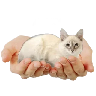 Стикер Больше стиков тут: @stikery4 - 9