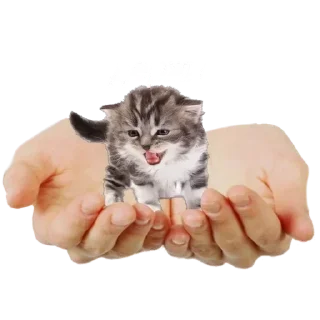 Стикер Больше стиков тут: @stikery4 - 8