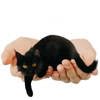 Стикер Больше стиков тут: @stikery4 - 11