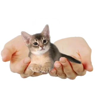 Стикер Больше стиков тут: @stikery4 - 7