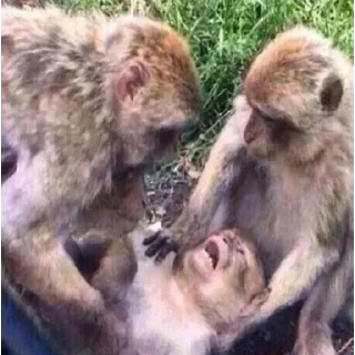 Стикер Лучшие стикеры - @lovesticers - 3