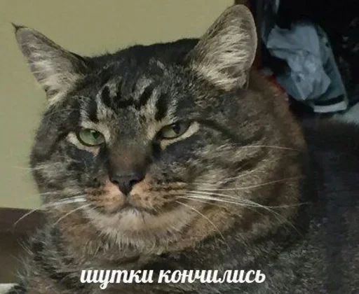 Стикер mOlwszZ_by_achestickbot - 1