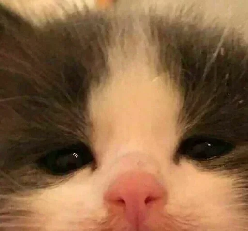 Стикер Больше стикеров 👉🏻 @stickertg4 - 4