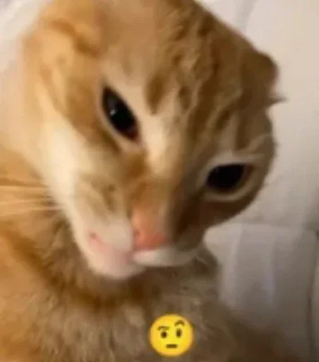 Стикер mVaRXpQowG_by_WmojiBot - 1